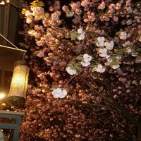 焼鶏あきら 中目黒本店 - 夜桜を楽しみながら食事ができます