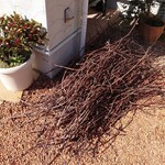 プレゼンテ スギ - 