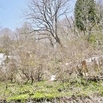 そば処 平石亭 - お店の入り口前の景色です①