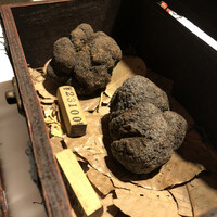 マルゴット エ バッチャーレ - 