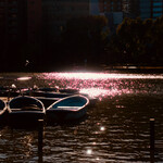 根津 釜竹 - ボートを漕ぐ人もまばら（不忍池）