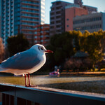 根津 釜竹 - 夕焼けを浴びて佇む（不忍池）