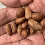 大根田商店 - 料理写真: