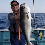 釣りバカの浜焼き小屋 - オーナーによる神津島沖のメダイ→刺身と、昆布〆と、西京漬け