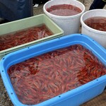 釣りバカの浜焼き小屋 - 山形由良港甘海老