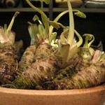 酒肴一献 わさびん - わさび