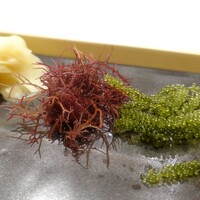 不動前 すし 岩澤 - 