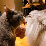 CAT CAFE MOCHA - 