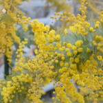 レガーロ×レガーレ - 