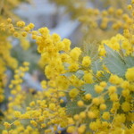 レガーロ×レガーレ - 