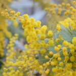 レガーロ×レガーレ - 