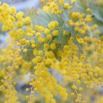 レガーロ×レガーレ - 