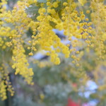 レガーロ×レガーレ - 