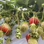 農園カフェ 果の実 - 