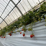 農園カフェ 果の実 - 