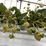 農園カフェ 果の実 - 