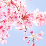 パームス - 「室内お花見プラン」が期間限定で登場！

