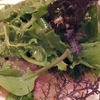 トラットリア アッカ - 料理写真:地鯵とクロのカルパッチョ、ハーブのサラダ添え