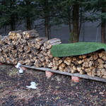 フォリオリーナ・デッラ・ポルタ・フォルトゥーナ - 