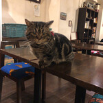 久遠の空 - 名前はむーにゃん。大人しい