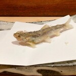 にい留 - 稚鮎 2