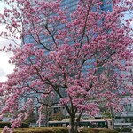 馬車道 大かわ - 木蓮が満開