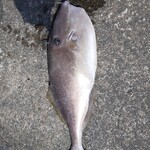 年間民宿 植林 - 