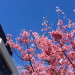 ラフレッサ - 早咲きのオカメ桜という桜が満開でした