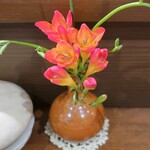 桶家乃隠居 - 何て花？