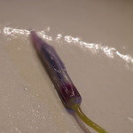 魚菜料理 縄屋 - 片栗（かたくり）の花（はな）