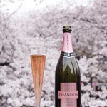 アニバーサリークルーズ - お花見CHANDONクルーズ（目黒川はCHANDON飲み放題！）