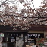 曙亭 - 店頭の桜