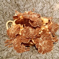 リストランテ カノフィーロ - 