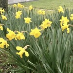 空也 - 水仙 (Narcissus、ナルシストかな) 