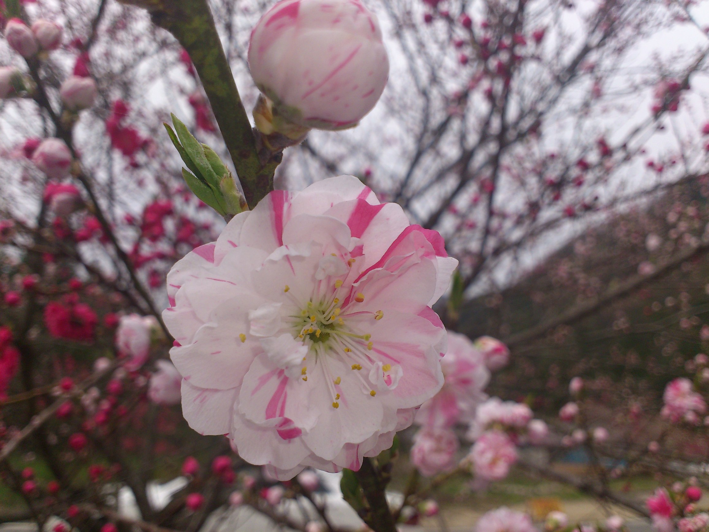 月川 name=