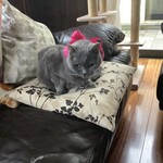 ブーランジェリー タテル ヨシノ プリュス - リボンを付けた伝次郎