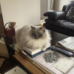 ブーランジェリー タテル ヨシノ プリュス - これ僕の by レオン