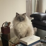 ブーランジェリー タテル ヨシノ プリュス - これ僕のか？ by レオン