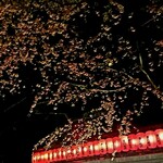 鮨 はしぐち - 豊川稲荷の満開の桜に雪が降る