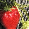 いちごの里