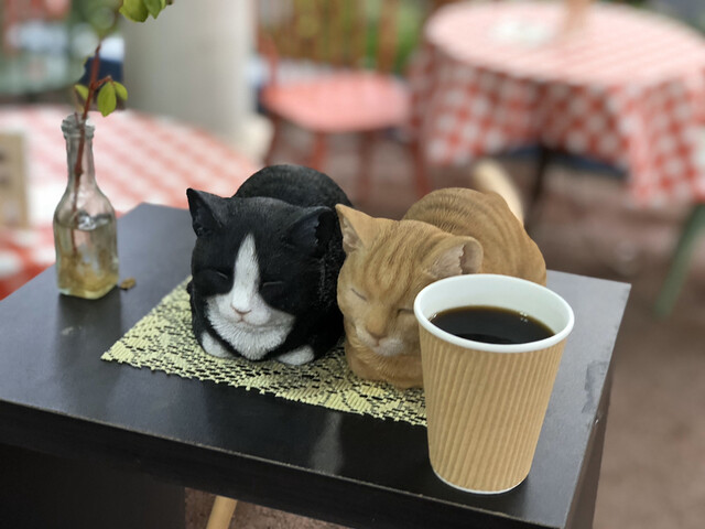 花と泉の公園 ベゴニア館 喫茶コーナー &ndash; くつろぎのカフェ体験