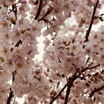 trattoria イタリアン SATOMI fooding - 