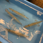 阿佐ヶ谷漁港直売所 - 表で泳いでたイカさん