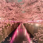 ANNIVERSARY CRUISE - 目黒川お花見CHANDONクルーズ