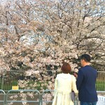 ANNIVERSARY CRUISE - 浜離宮では桜と同じ目線でお花見★