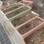 Spice&Dining KALA - このミントつかったのかな？(‘д‘ )