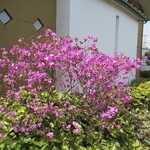 Ajidokoro Mizuho - 駐車場の花
