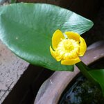 居酒屋 串ごっちん 焼き 海鮮 季節料理 - 