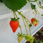 Karuizawa Garden Farm Ichigo En