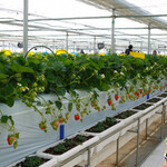 Karuizawa Garden Farm Ichigo En